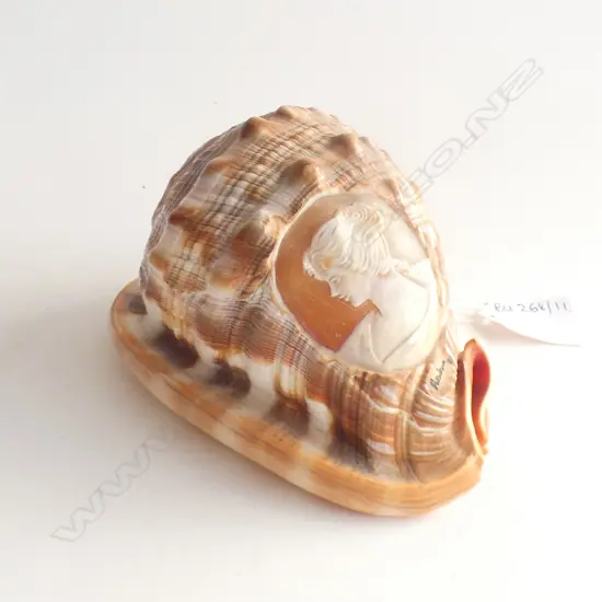 CAMEO SHELL - SIGNED L.145mm