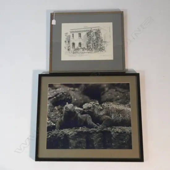 TUATARA FRAMED PHOTOGRAPH 400x500mm + PETER FEATHERSTON ETCHING 'HISTORY RESTORED' '75