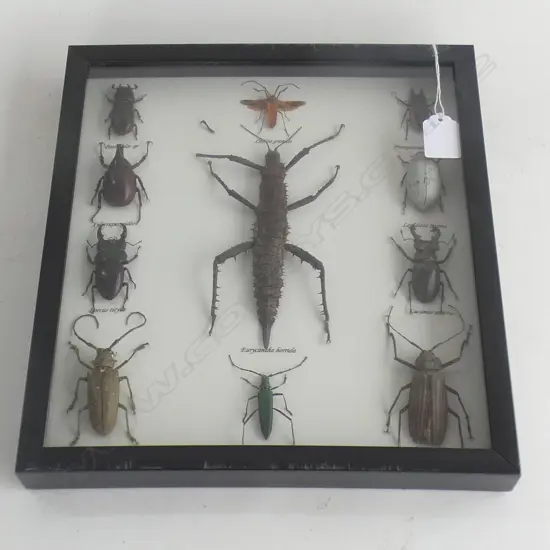 FRAMED INSECT DISPLAY LGE STICK INSECT BEATLES ETC 310 X 280mm