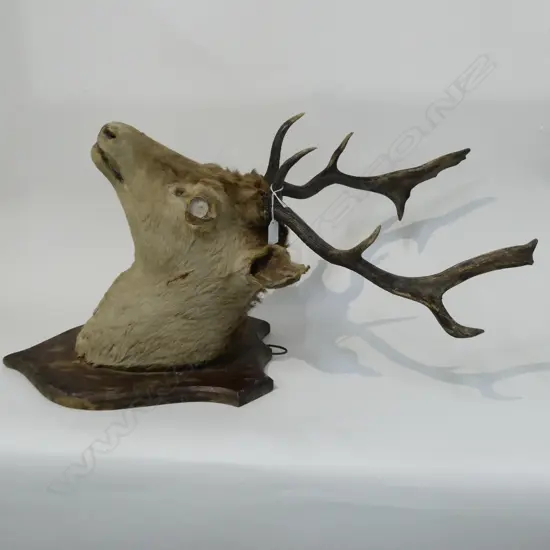 TAXIDERMIED STAG HEAD (eye missing) H.750mm