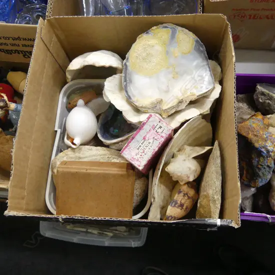 BOX ASST SHELLS INCL LG OYSTER SHELL, BLUE & WHITE CORAL PIECES  ETC..