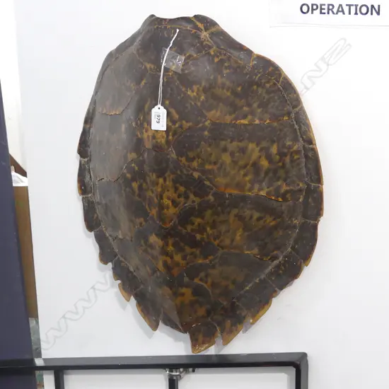 OLD TURTLE SHELL, UNPOLISHED, some losses to marginal plates530 x 440mm
