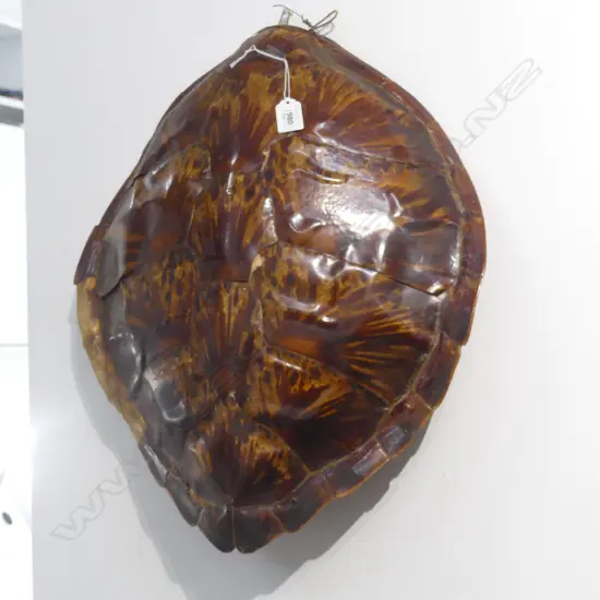 OLD TURTLE SHELL, polished, some losses to marginal plates 530 x 450mm