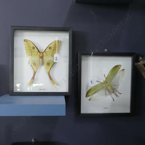 2 FRAMED BUTTERFLY / LEAF INSECT SPECIMENS 255x225mm