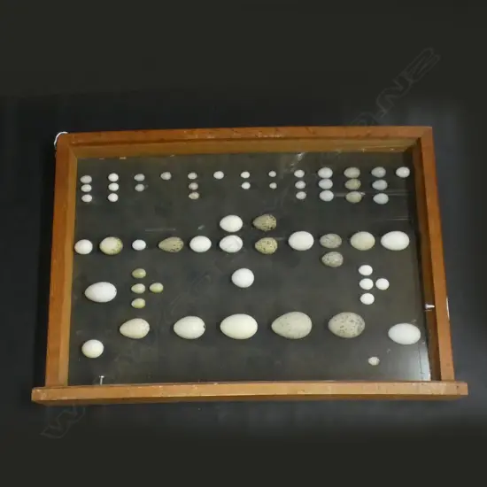 VINTAGE BIRD EGG COLLECTION IN LARGE OAK FRAME 450x650mm