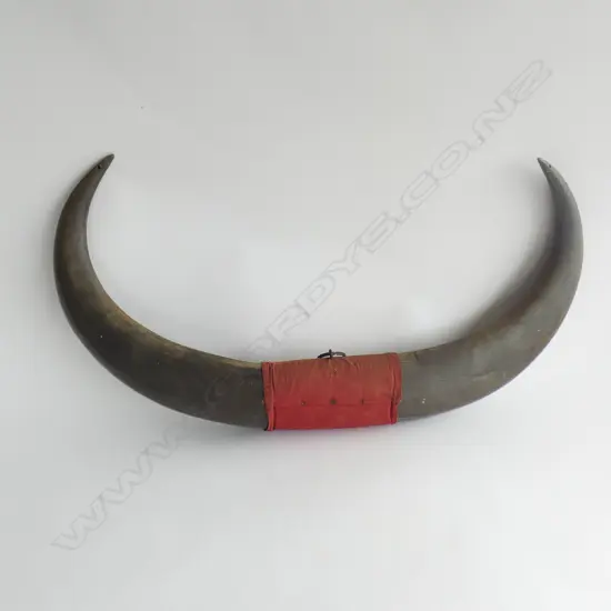 LG PR CARVED WOODEN HORNS L 620MM