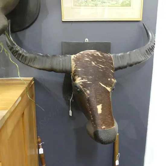 FAUX BULLOCK TROPHY HEAD ON PLAQUE BACK W.890mm