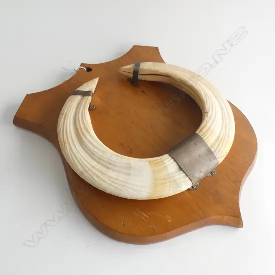 HIPPOPOTAMUS TUSKS MOUNTED ON WOODEN SHIELD 330 X 415MM