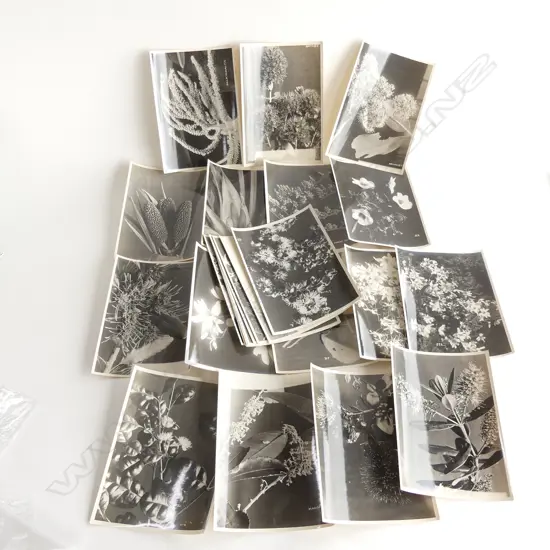 25 VINTAGE NZ BOTANICAL SPECIMAN B&W PHOTOS. NAMED 160x120mm