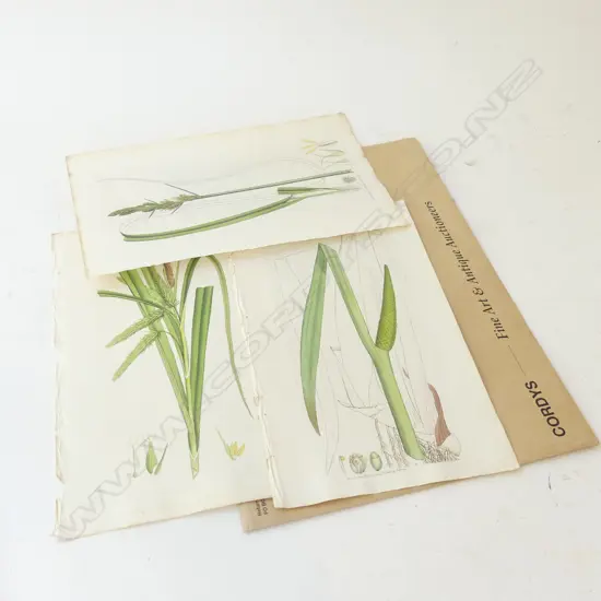 JAMES SOWERBY – LONDON 1796, 3 HAND COLOURED ENGRAVINGS, FLOWERING GRASSES