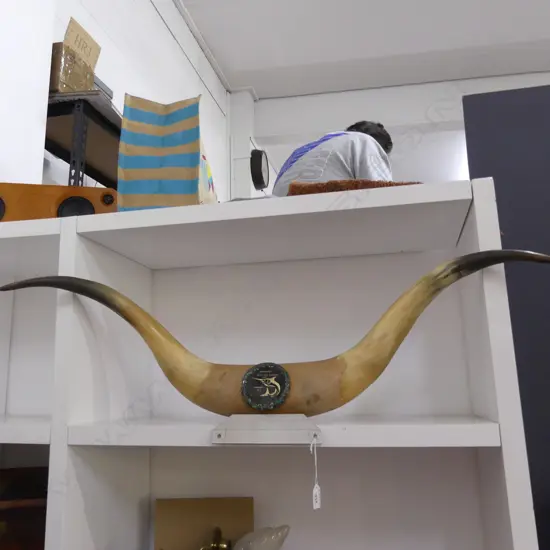 STEER HORN FISHING TROPHY FROM THE WHANGAREI DEEP SEA ANGLERS CLUB W. 950mm