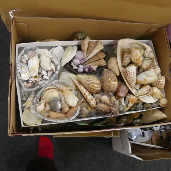 BOX LOT ASST. SHELLS 