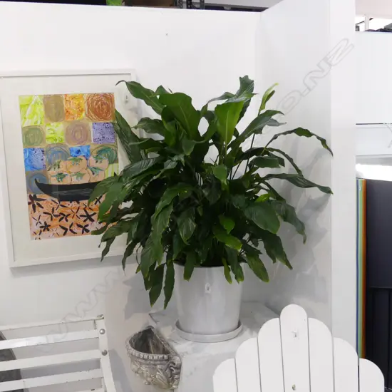 LARGE PEACE LILY IN WHITE CERAMIC POT APPROX H 950MM