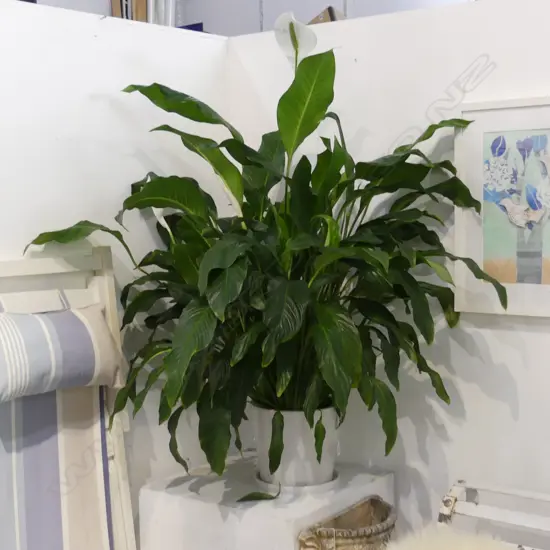 LARGE PEACE LILY IN WHITE CERAMIC POT APPROX H 1200MM
