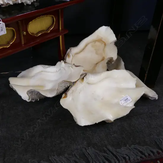 3 CLAM SHELLS + OYSTER SHELL L.280mm