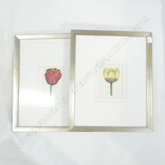 PR FRAMED BOTANICAL TULIP PRINTS 185x120mm