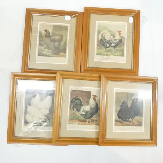 5 ANTIQUE LITHOGRAPHS; ROOSTERS & CHICKENS 240x190mm