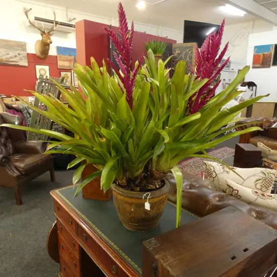 LG BROMELIAD IN TERRACOTTA POT (PLANT APPROX 900 X 1000MM)