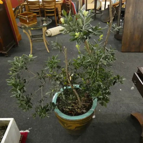 LG CHINESE DRAGON POT WITH POHUTUKAWA TREE (POT DIA  420MM)