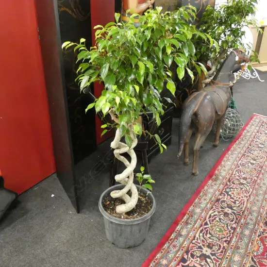 DOUBLE SPIRAL STEM FICUS BENJAMINA PLANT H 1400MM