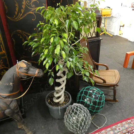 DOUBLE SPIRAL STEM FICUS BENJAMINA PLANT H. 1400MM