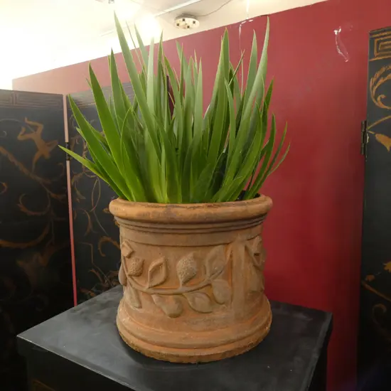 POOR KNIGHTS LILY (XERONEMA CALLISTEMON) IN TERRACOTTA POT (PLAND H540MM). 