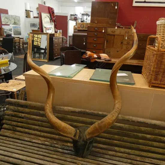 KUDU? ANIMAL MOUNTED HORNS H.1000mm