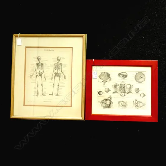 2 GERMAN MEDICAL PRINTS SKELETON & EYE BALLS 200x240mm