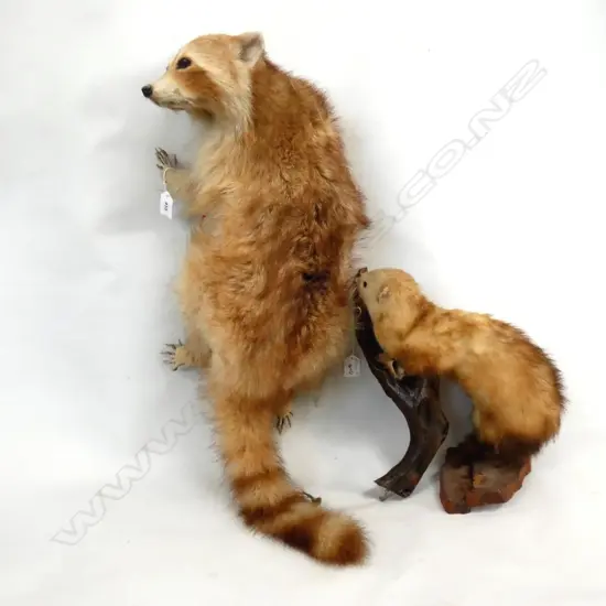 TAXIDERMIED RED FOX L.700mm + FERRET ON BRANCH AF
