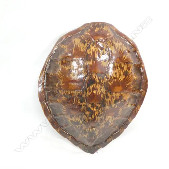 LG TURTLE SHELL 500 X 600MM