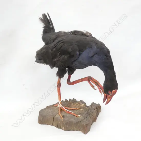 TAXIDERMIED PUKEKO H.430mm