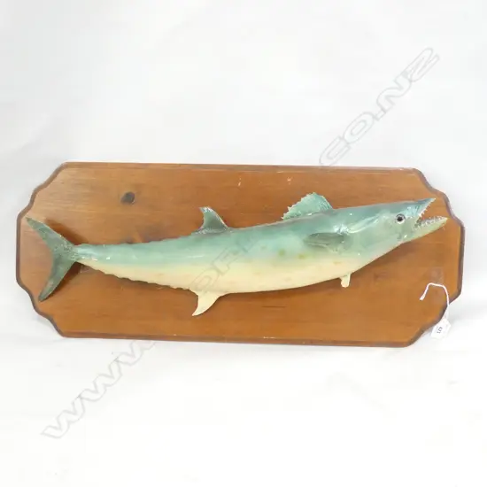 TAXIDERMIED FISH; MOUNTED W.730mm