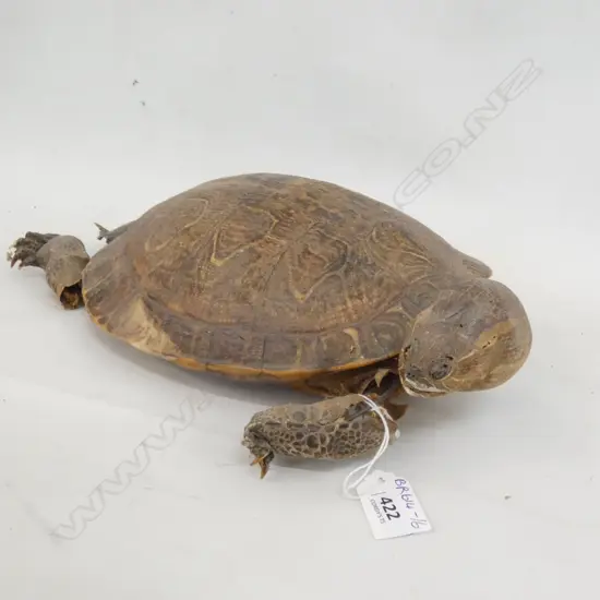 TAXIDERMY TURTLE - L 350MM a/f