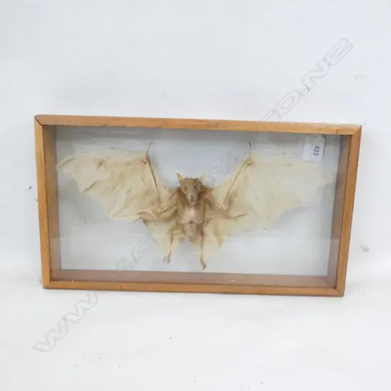 TAXIDERMIED FRUIT BAT 'ROUSETTUS LESCHENAULTI' FRAMED 210x370mm