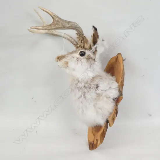 TAXIDERMY RABBIT w. HORNS AF H.300mm