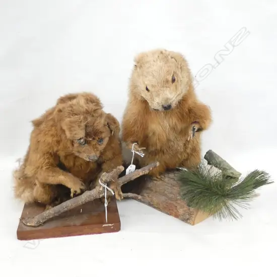 TAXIDERMIED MUSKRAT ON LOG H.370mm + POSSUM AF
