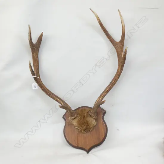 MOUNTED 8 POINTER STAG HORNS H.750mm AF