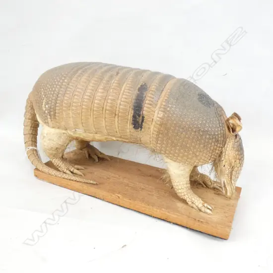 TAXIDERMIED ARMADILLO L.430mm