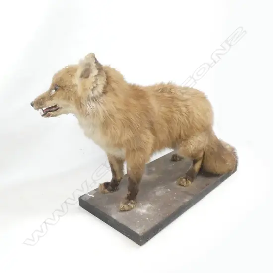 TAXIDERMY FOX - MOUNTED ON BOARD L 750MM