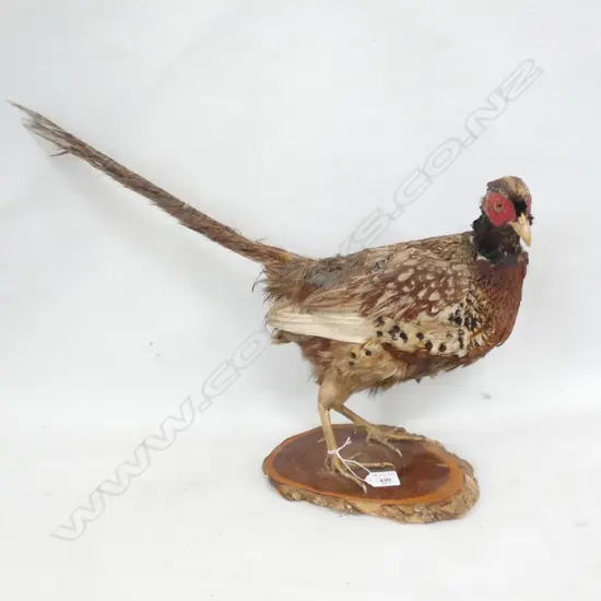 TAXIDERMIED PHEASANT L.550mm