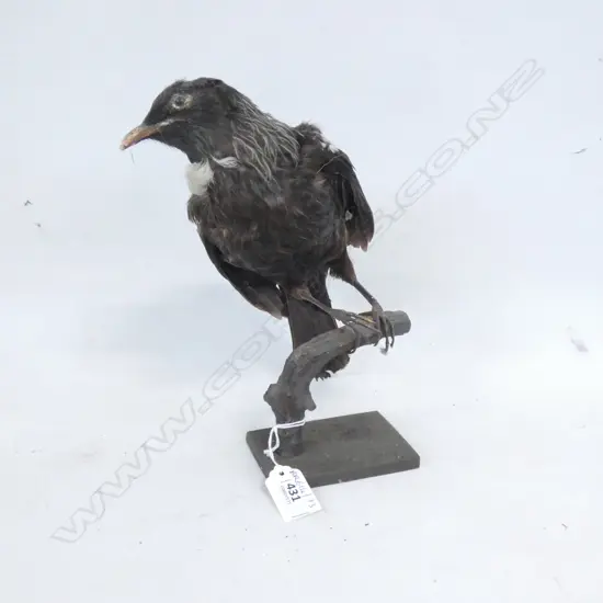 TAXIDERMIED TUI ON BRANCH H.250mm
