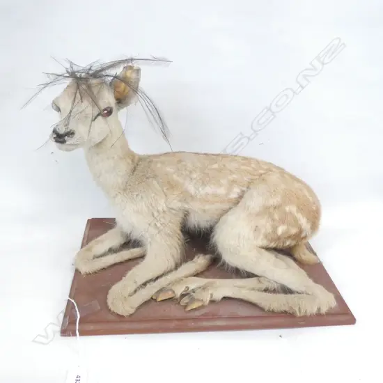 TAXIDERMY BABY DEER AF W.435mm