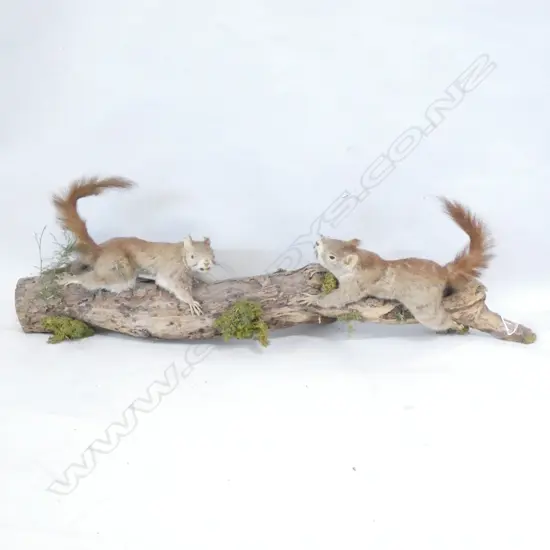 2 TAXIDERMIED SQUIRRELS ON A BRANCH L.680mm
