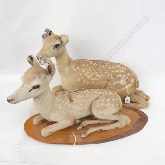 PR TAXIDERMY DEER - LARGEST L 500MM (LARGEST HAS DAMAGE TO HEAD/FACE)