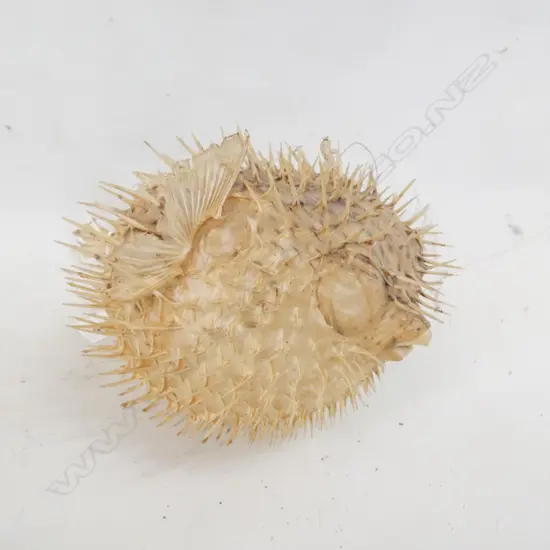 TAXIDERMIED PUFFER FISH L.270mm