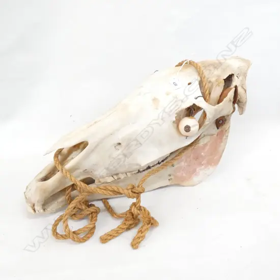 HORSE SKULL L.550mm