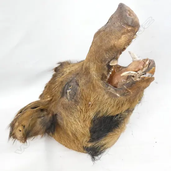 TAXIDERMIED BOARS HEAD L.500mm