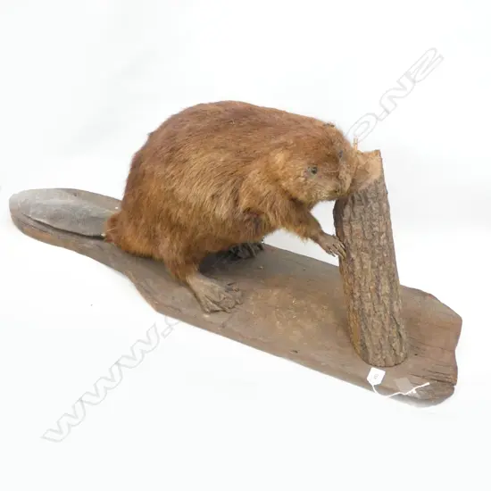 LARGE TAXIDERMY BEAVER L.1050mm 