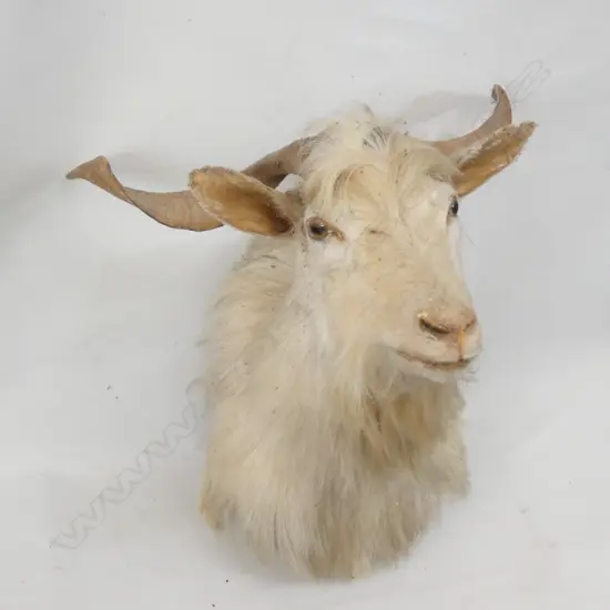 TAXIDERMIED HORNED WHITE GOAT MOUNTED H.500mm