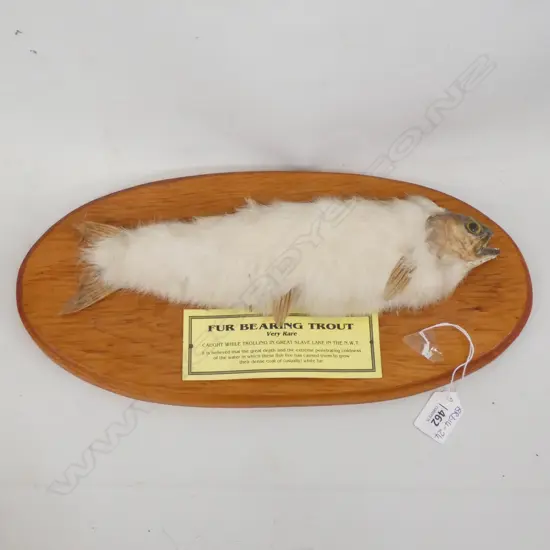 'HOAX' 'FUR BEARING TROUT' MOUNTED ON BOARD L 370MM